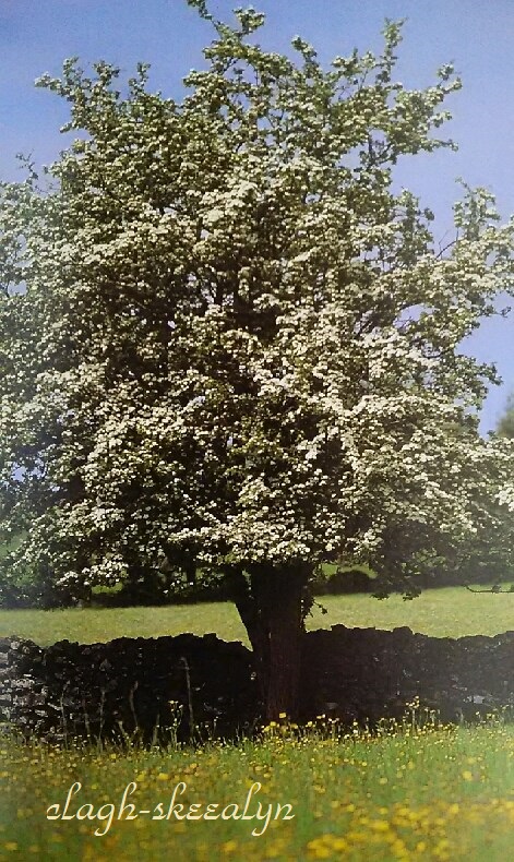 ケルト ６月の守護樹 サンザシのお話 Clagh Skeealyn 石物語